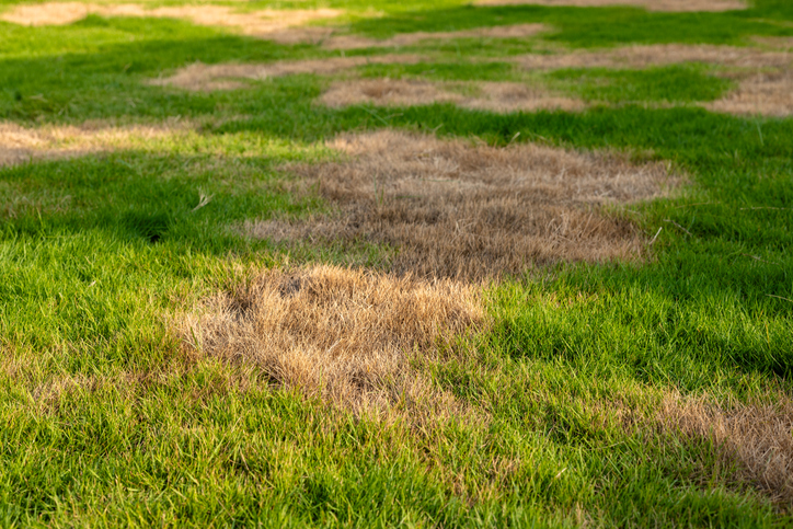 Dry and Dead Grass Patch in Lawn
