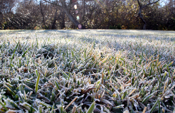 "low angle of frosted grass, intentional flare to emphasize sun on frost"